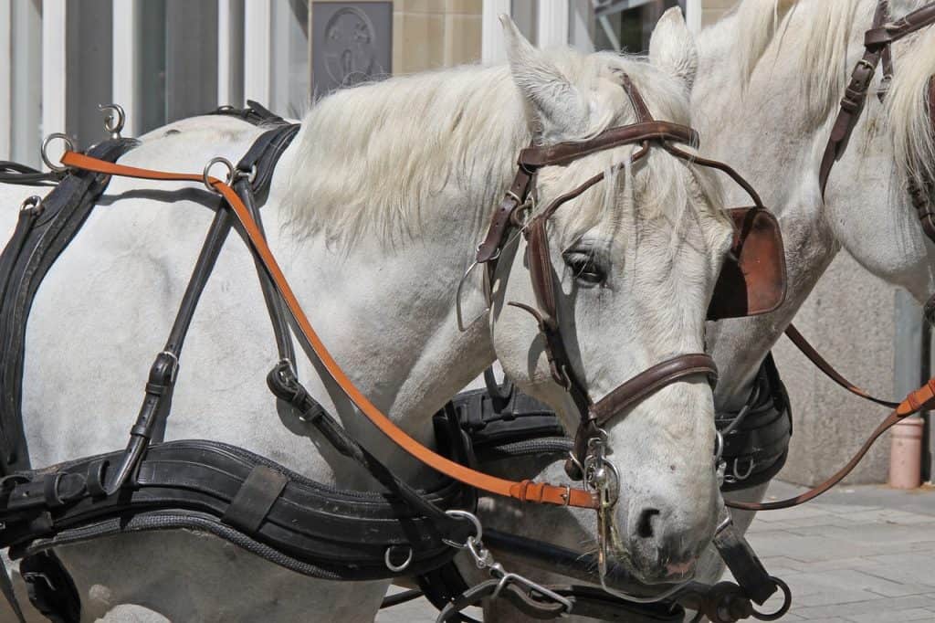 horse, nature, carriage horse-1413046.jpg